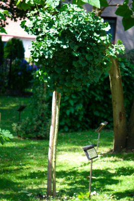 Ginkgo biloba 'Mariken' - jinan dvoulaločný - celek